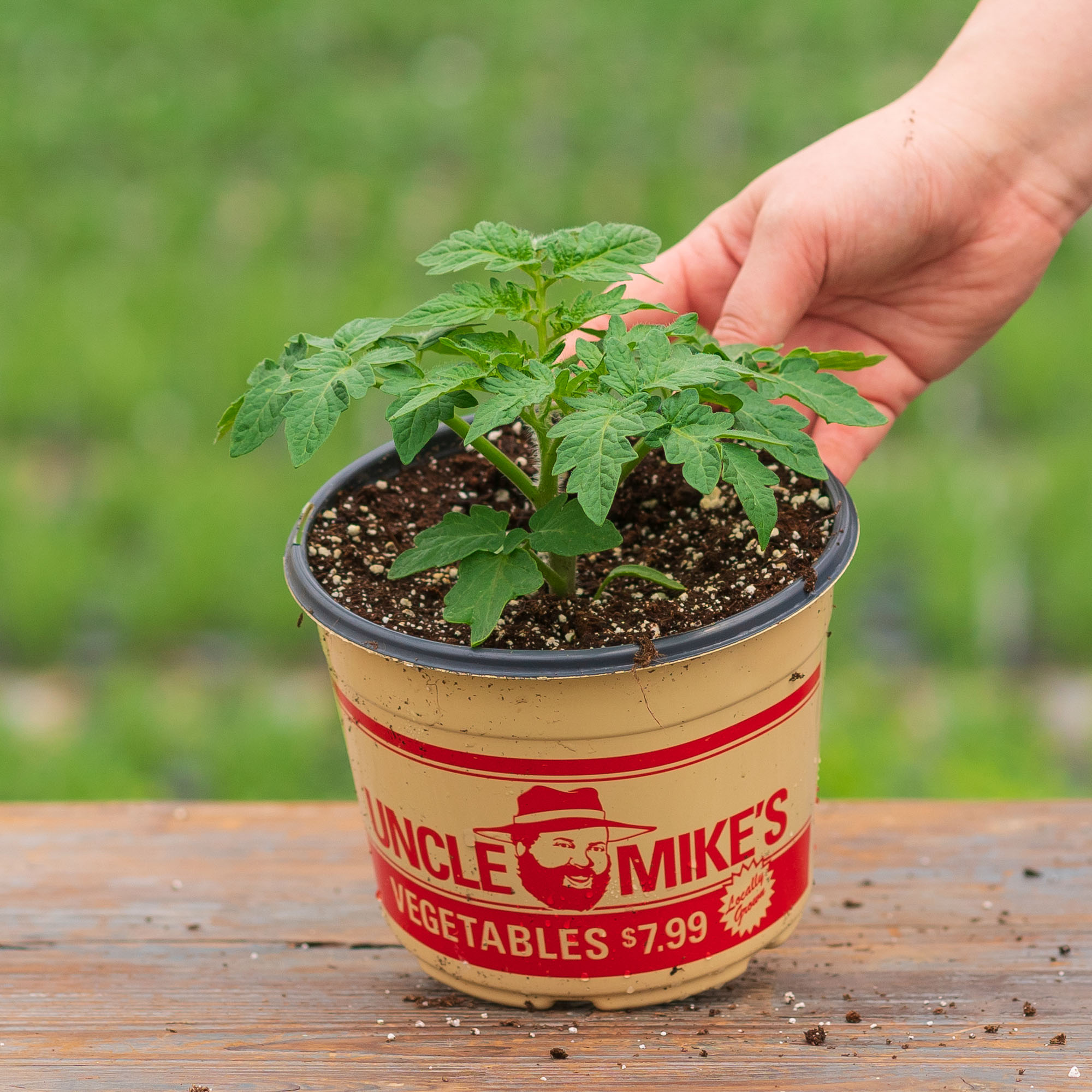 Tomato – San Marzano – 6.5″ Pot